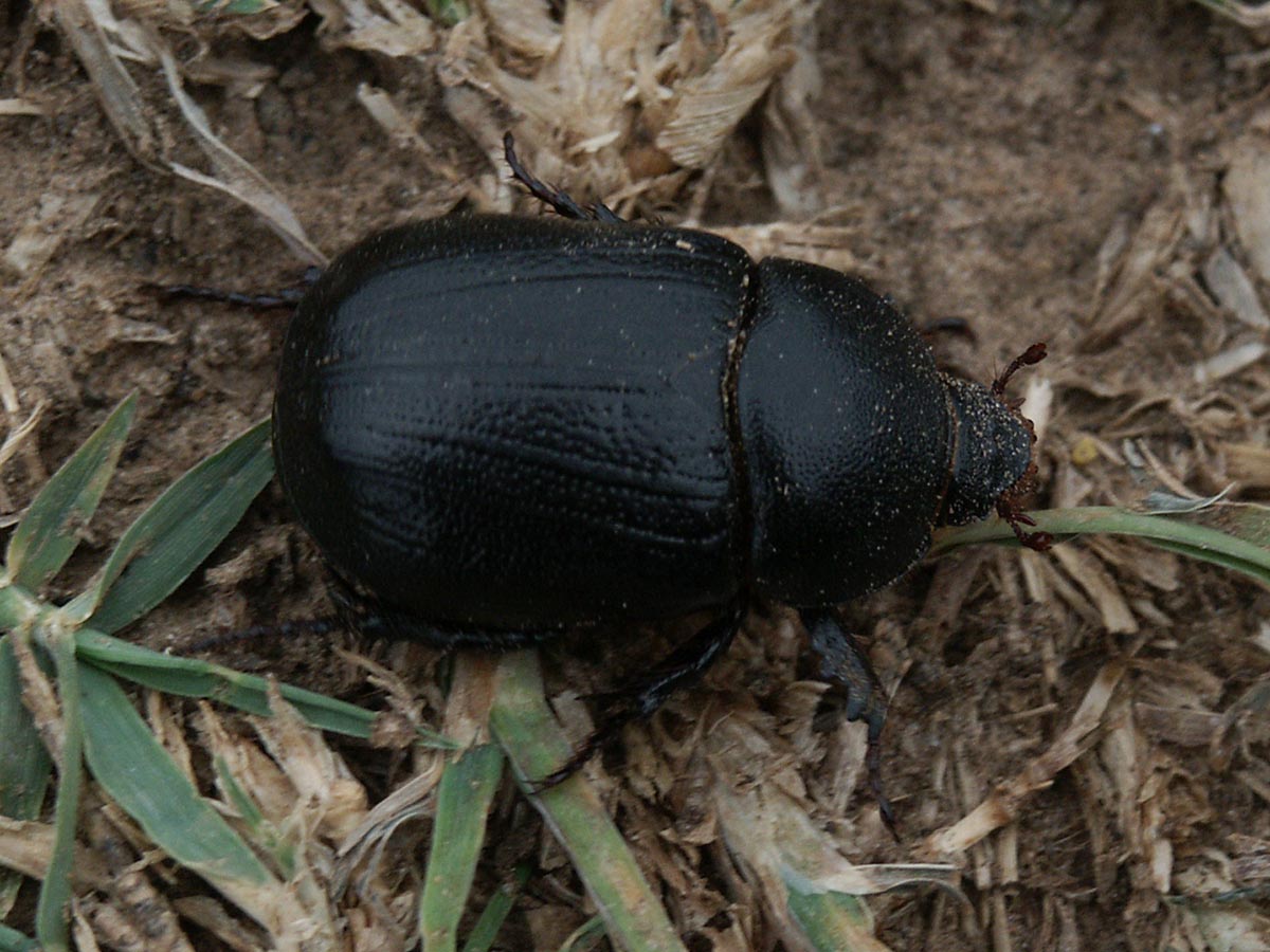 Pentodon bidens